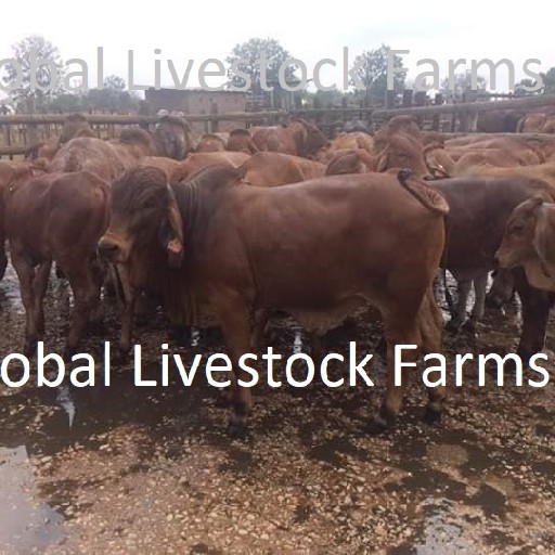 Global Livestock Farms Logo