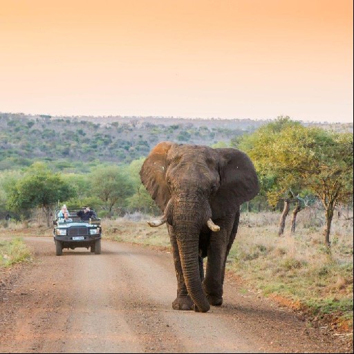Leopard Mountain Safari Lodge Logo