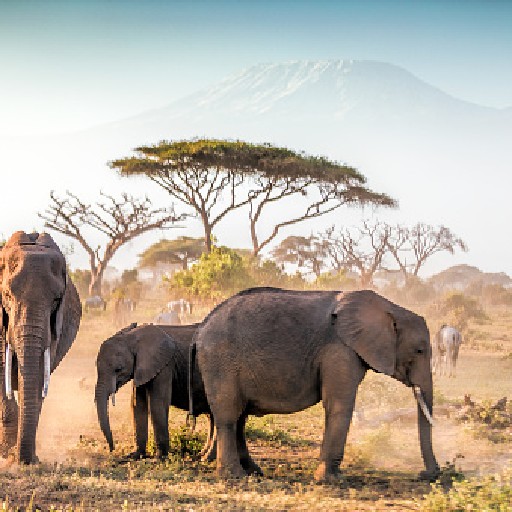 KENYA NATURAL TOURS Logo
