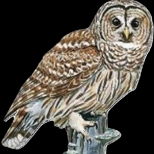 Nite Owls